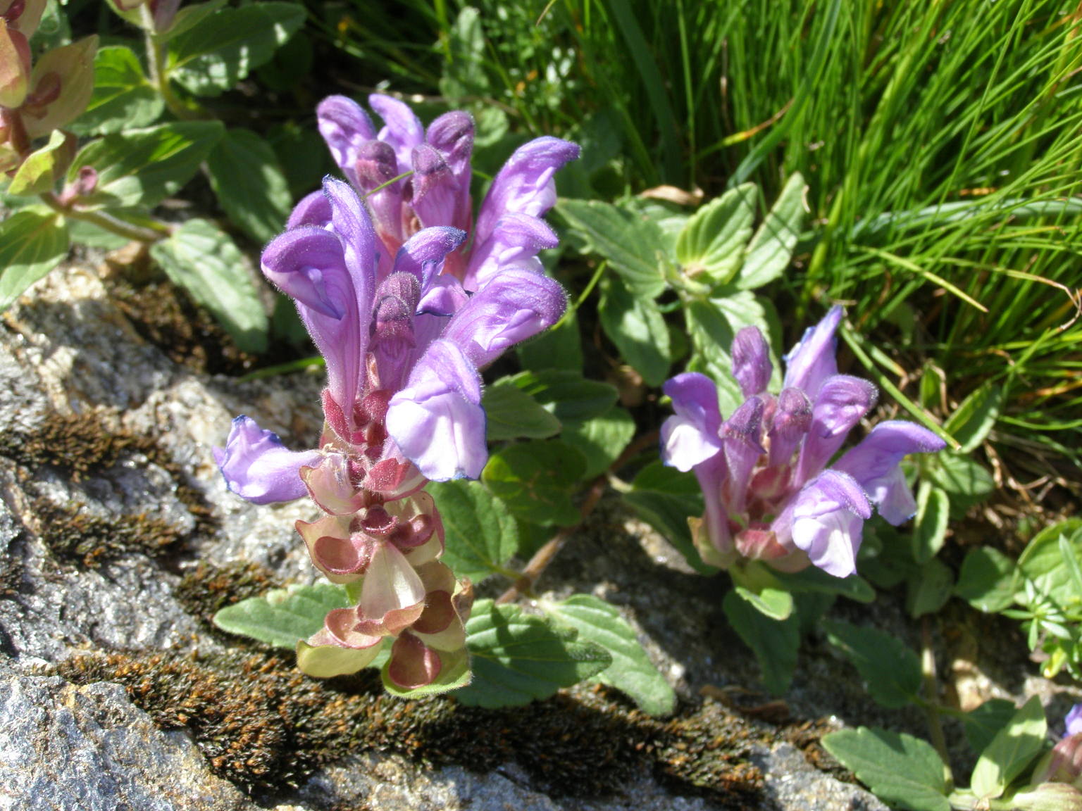 Scutellaria alpina